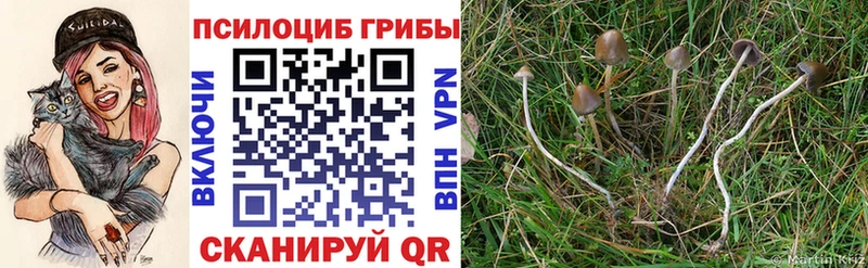 Псилоцибиновые грибы GOLDEN TEACHER  блэк спрут сайт  Дрезна 